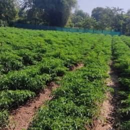 Farm-to-Export Traceability