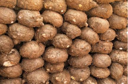 Elephant Foot Yam (Suran)